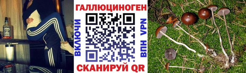 дарнет шоп  Кировград  гидра ТОР  Псилоцибиновые грибы Cubensis 